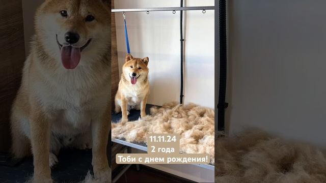 Тоби с днём рождения смотреть онлайн