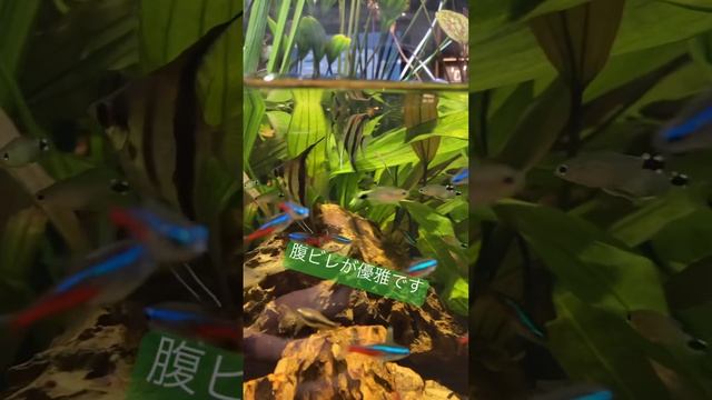 エンゼルフィッシュ／スマートアクアリウム静岡［YouTube水族館］ смотреть онлайн