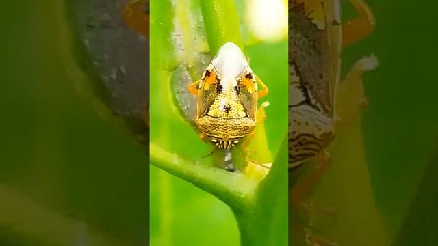 Insect #shorts смотреть онлайн