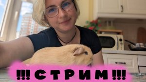 Свинячий стрим: все, что вы хотели узнать о морских свинках.