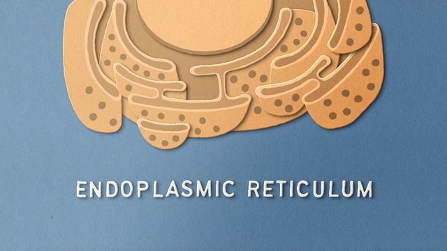 Golgi apparatus: structure and function смотреть онлайн