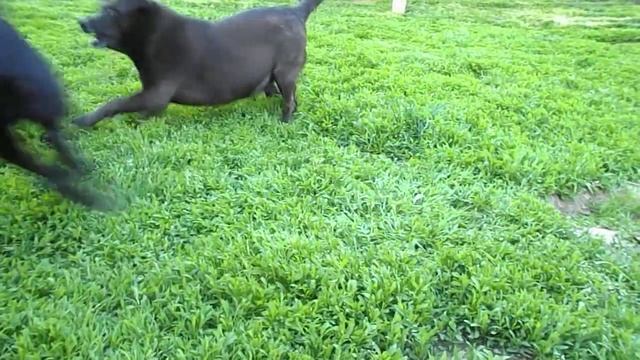 Sadie Playing with the Puppy смотреть онлайн