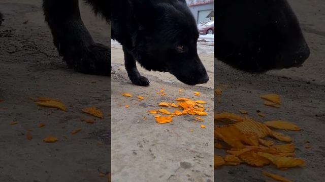 собачки пьют кофе и едят чипсы смотреть онлайн