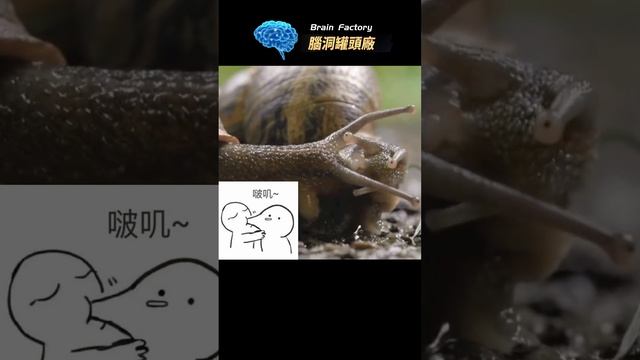 脖子生蛋的動物你見過嗎？ 蝸牛子醬你怎麼敢吃？#冷知识 #世界之最 #地球之最 #脑洞大开 #世界十大 #世界动物##神奇動物#奇異動物#蝸牛的秘密#生物知識 смотреть онлайн