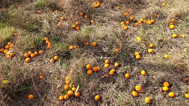 Мандаринопад в Парнауте смотреть онлайн