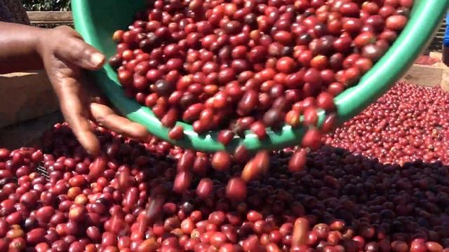Building A Specialty Coffee Industry In Mount Elgon, Uganda (Short)