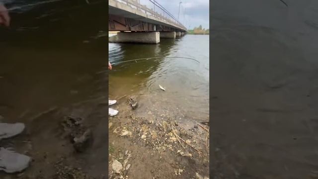 Судак на микроджиг Crazy Fish arion . Ультралайт смотреть онлайн