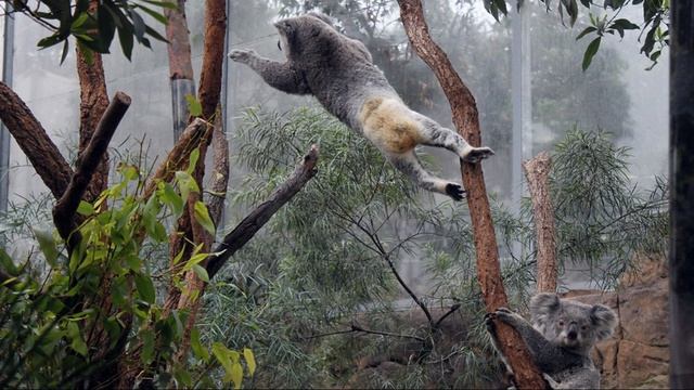 Drop Bear Australian Folklore/ Hoax смотреть онлайн