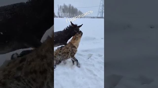осёл против гиены смотреть онлайн