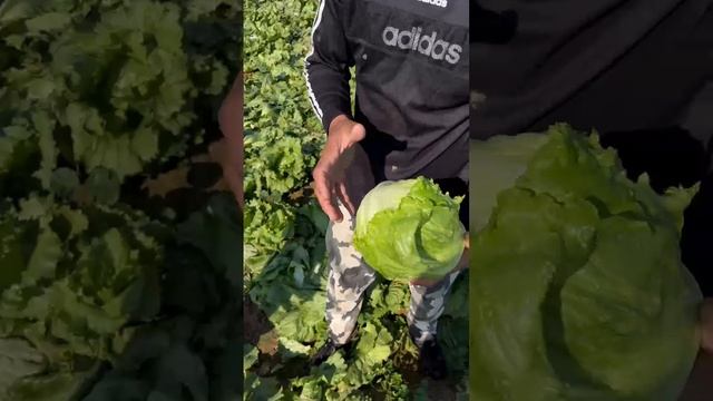 ПОЛИМЕРВОСТОК