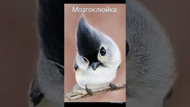 С ДОБРЫМ УТРОМ ВАС ВСЕХ РОССИЯНЕ И ХОРОШЕГО ВАМ НАСТРОЕНИЯ !!! смотреть онлайн