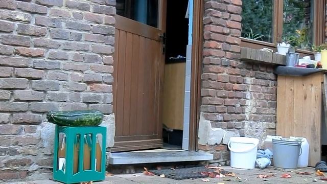 smart cat knocks if door is locked (see till end) смотреть онлайн