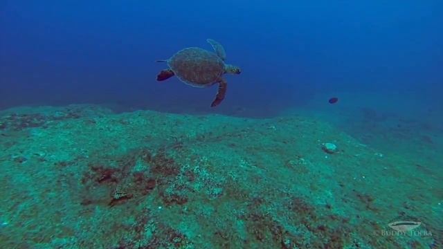 Juvenile Green Turtle at Zeyko Reef смотреть онлайн