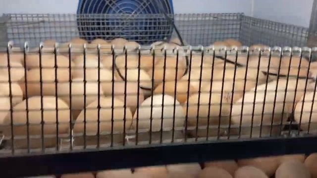 Инкубация бройлера КОББ-500 / Корректирую таблицу / Итоги / Много неоплода смотреть онлайн