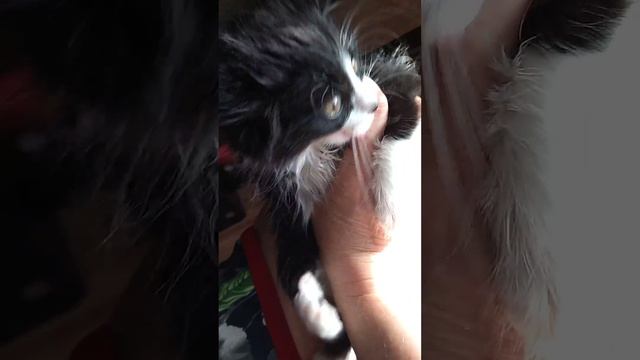 утро начинается не с кофе 😻 смотреть онлайн