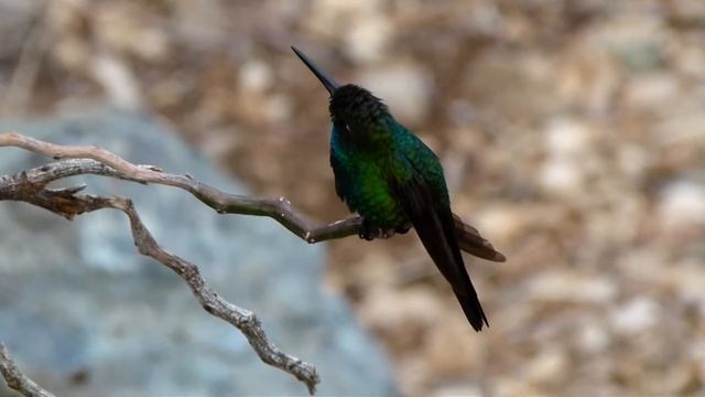 Kolibri gefilmd op Cuba смотреть онлайн