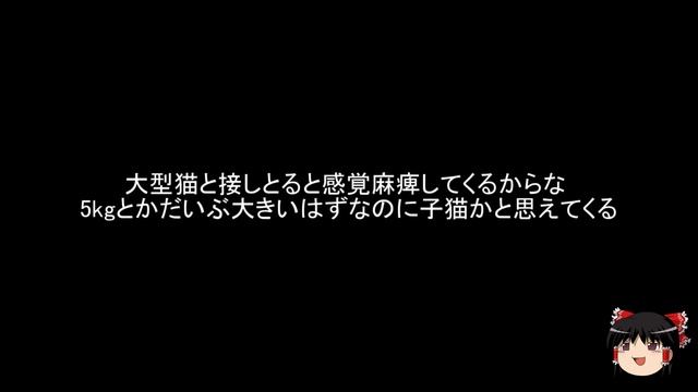 猫画像】メインクーンとかいうデカ猫ｗｗｗｗｗｗｗｗｗｗｗ【２ch】 смотреть онлайн