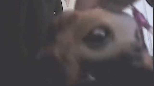 Lps music video sippy cup смотреть онлайн