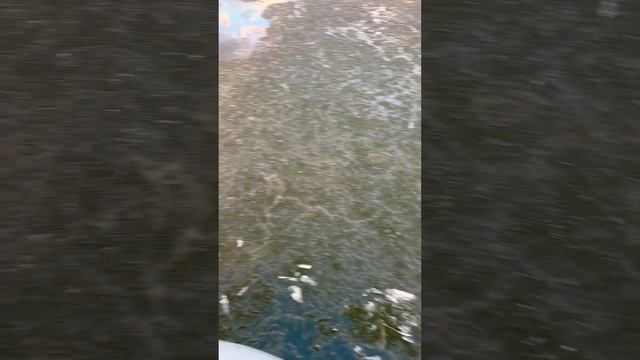 #russia #2024 #youtubeshorts #рыбалка #природа #озеро #asmr #nature #beautiful #красота #весна