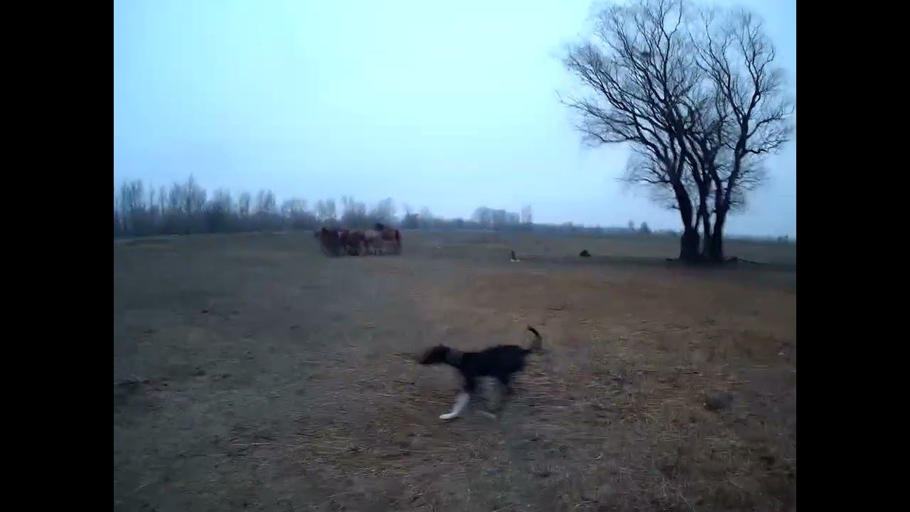 10.02.2024 ЧТО ДЕЛАТЬ? : ЛПХ В ОПАСНОСТИ смотреть онлайн