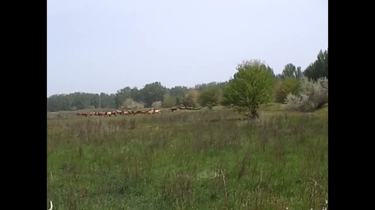 27.04.2024 ЧТО ДЕЛАТЬ? : ЛПХ В ОПАСНОСТИ смотреть онлайн