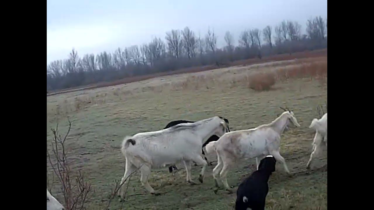 20.11.2024 ЧТО ДЕЛАТЬ? : ЛПХ В ОПАСНОСТИ смотреть онлайн