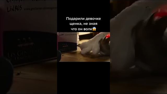 Подарили девочке щенка, не зная что он волк смотреть онлайн