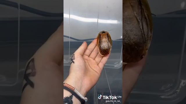 насикомые монстры смотреть онлайн