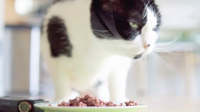 🎧 ASMR Cat Eating #80 смотреть онлайн