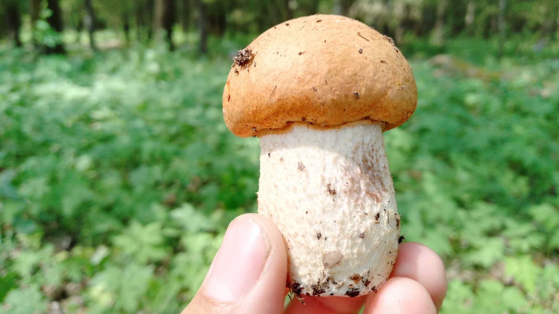 Новый поход в лес