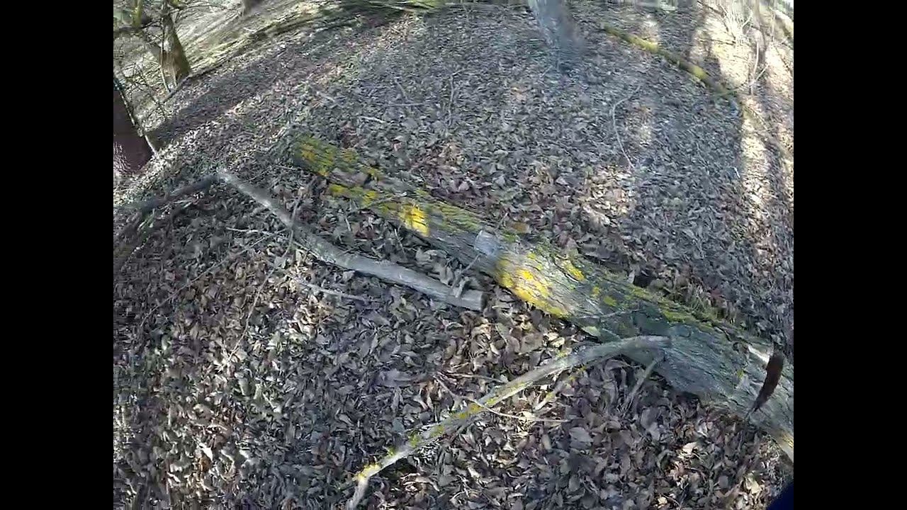 КоАП РФ Статья 8.28. Незаконная рубка... смотреть онлайн