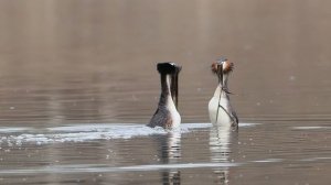 Танец Чомг (Great crested grebe) Slow motion