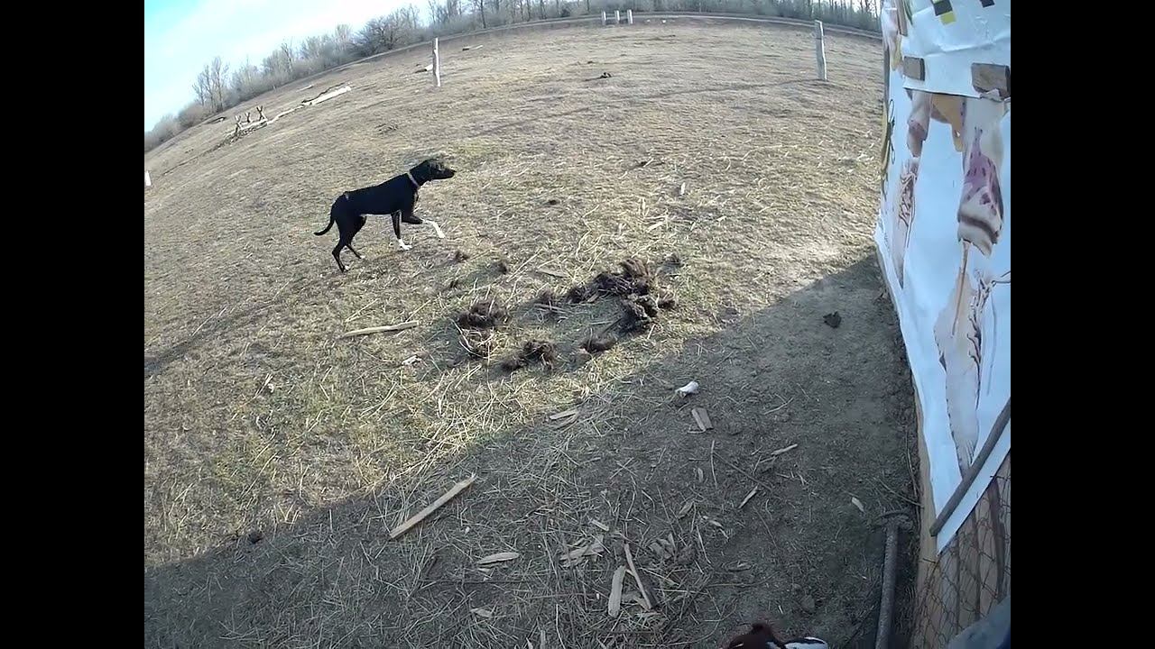 Как и кто распространяет инфекционные заболевания животных, чтобы выжить местных фермеров?13.03.2024 смотреть онлайн