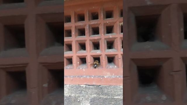 What species of bee is this? смотреть онлайн