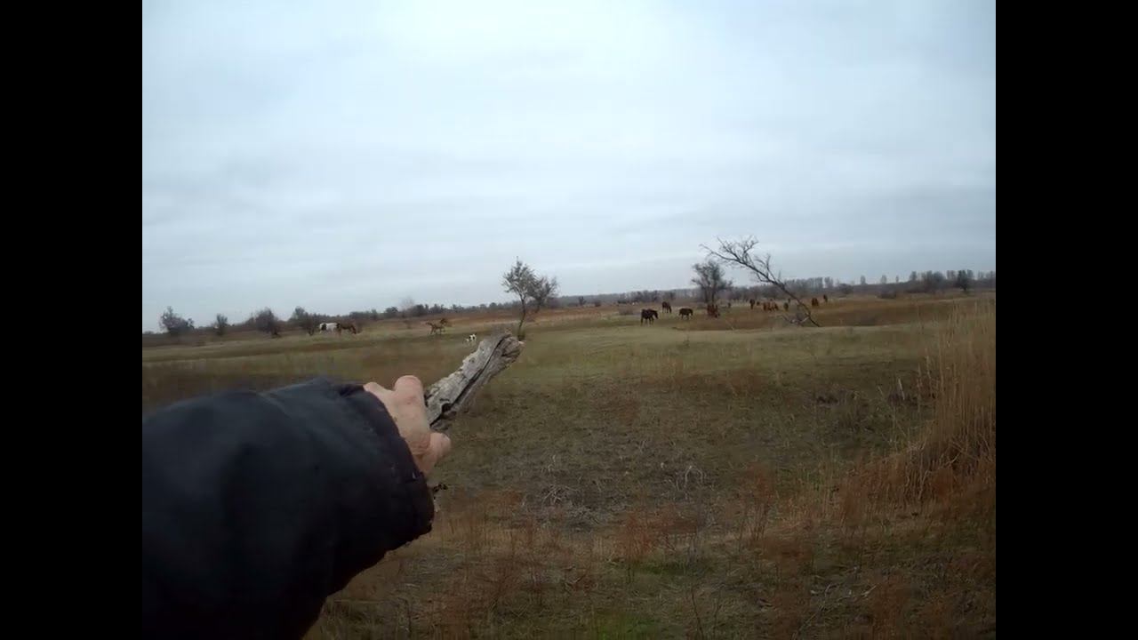 11.11.2024 ЧТО ДЕЛАТЬ? : ЛПХ В ОПАСНОСТИ смотреть онлайн