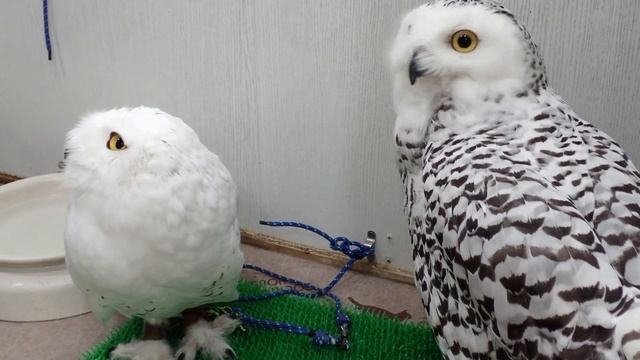 Two Snowy Owls in a coffee shop смотреть онлайн