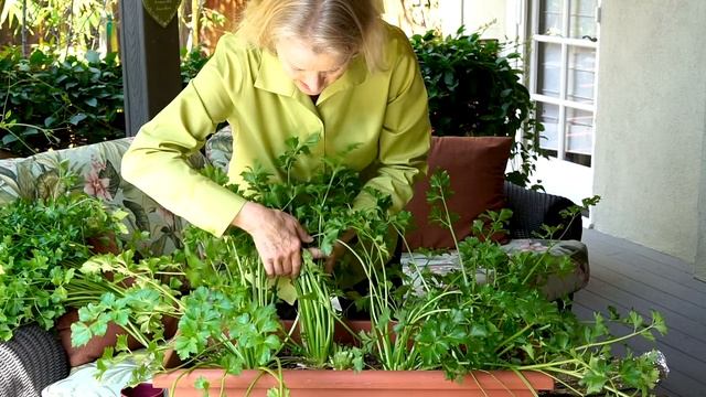 What is CELERY BLANCHING and How to Do It | Los Angeles смотреть онлайн