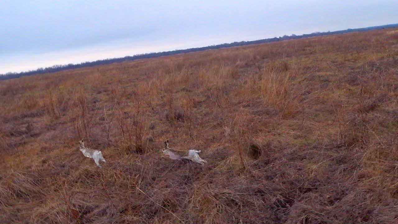 ЛУЧШИЕ ВЫСТРЕЛЫ МОИХ НАПАРНИКОВ !!! ОХОТА НА ЗАЙЦА !!! смотреть онлайн