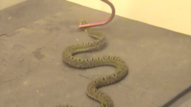 Jerdon's Pit Viper (Protobothrops jerdonii) Venom Extraction смотреть онлайн