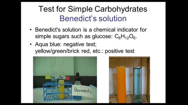 Identifying Macromolecules in Food Lab смотреть онлайн