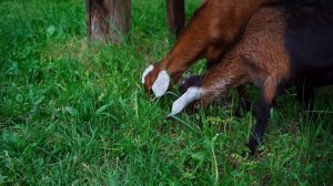 КУПИЛ 2 ДОМА В ДЕРЕВНЕ | КТО ДОИТ КОЗ ПОКА КАТИ НЕТ ДОМА | ЧУТЬ НЕ ПРИДАВИЛО КРЫШЕЙ