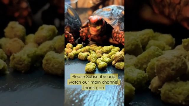 #pets #animals #tortoise #youtubeshorts #youtube смотреть онлайн