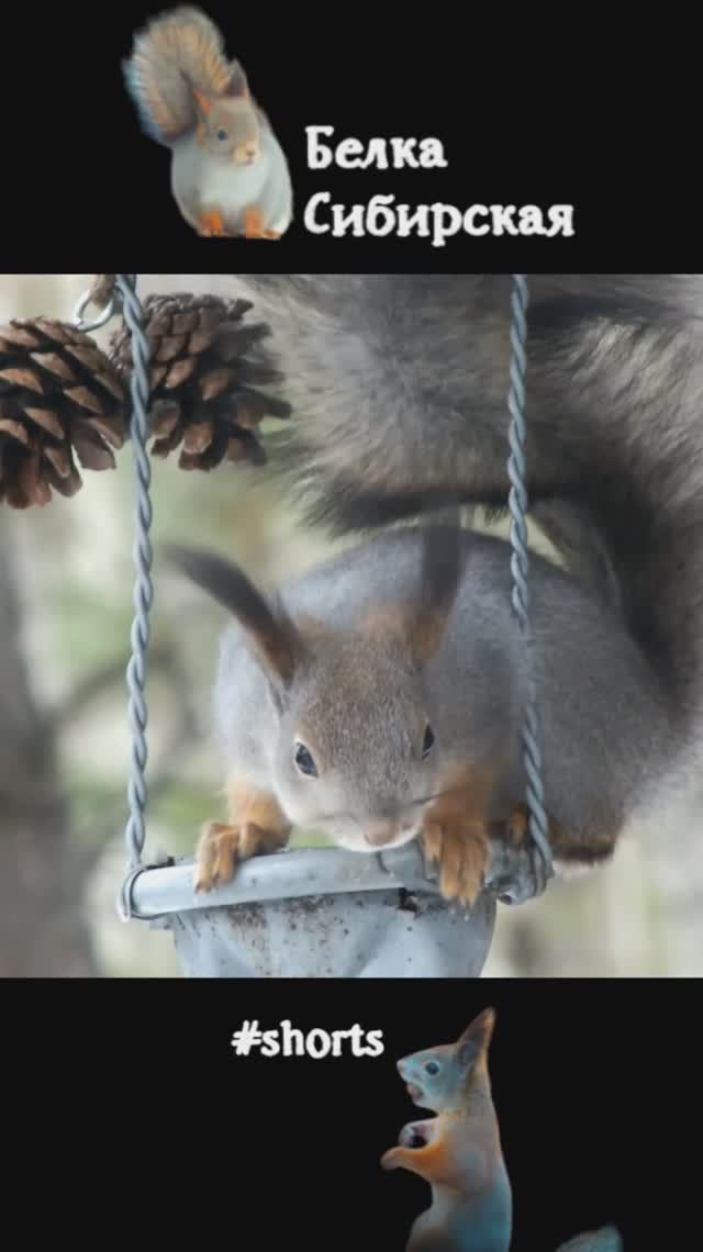 Белка на кормушке-качельке