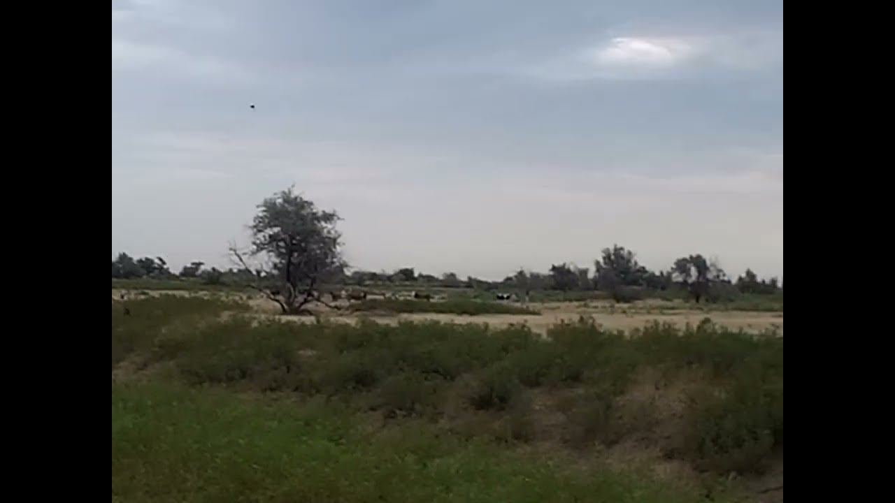 20.07.2024 ЧТО ДЕЛАТЬ? : ЛПХ В ОПАСНОСТИ смотреть онлайн