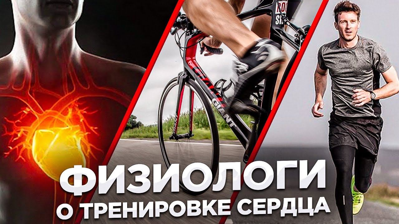 Как работает сердце спортсмена: роль сердца в видах спорта на выносливость смотреть онлайн