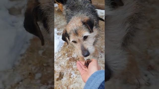 Две из трёх тысяч собак приюта для бездомных животных в Киевской области смотреть онлайн