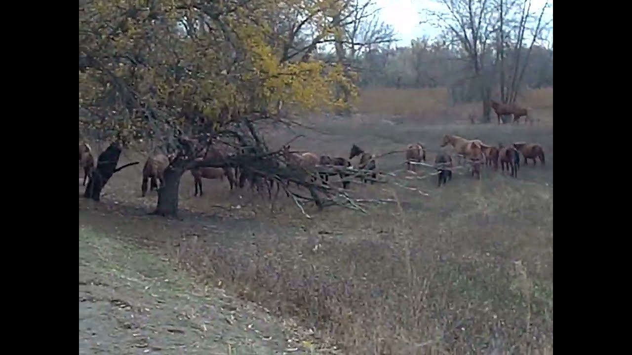 6.11.2024 ЧТО ДЕЛАТЬ? : ЛПХ В ОПАСНОСТИ смотреть онлайн