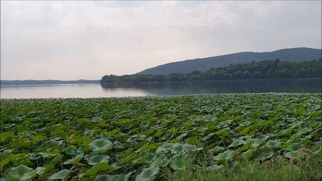 Ecco perche' mi sono assentato 17 giorni dal canale смотреть онлайн