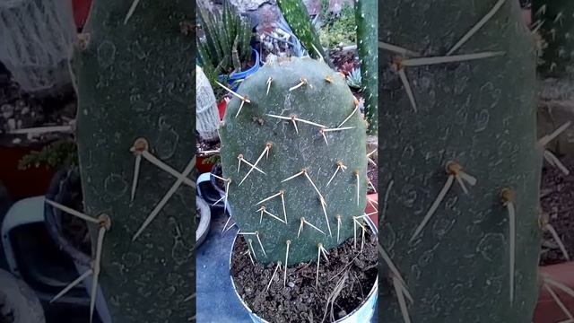 Nopales: datos principales, algunos beneficios y novedades de nopaleras en Argentina. смотреть онлайн