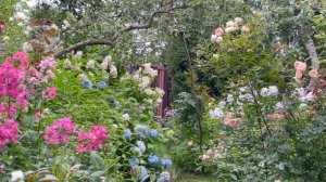 Август в Саду 28 августа 2023 часть 6